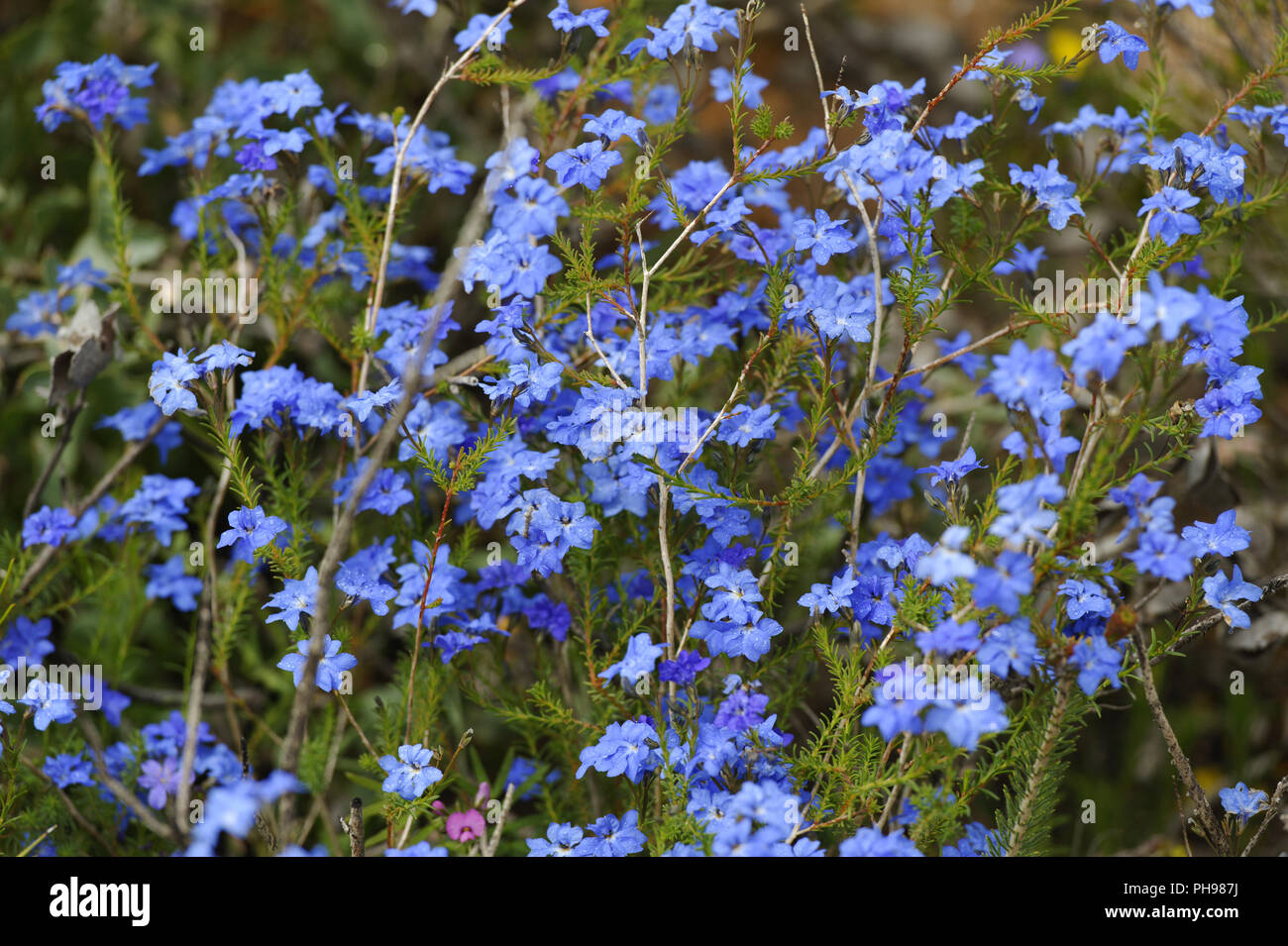 Wildflowers in Lesueur National Park Stock Photo