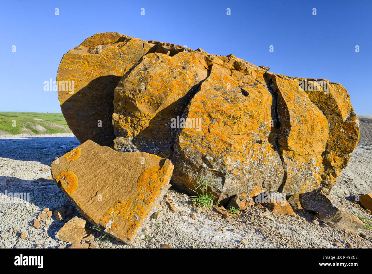 Orange algae hi-res stock photography and images - Alamy