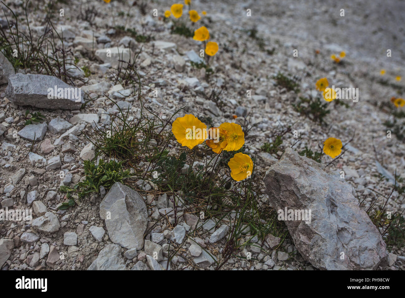 Yellow alpine poppies in the middle of stones, Dolomites, Italy Stock Photo