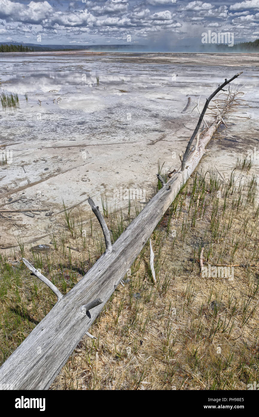 Dead Spring Tree Dead tree pointing towards Grand Prismatic Spring Stock Photo - Alamy