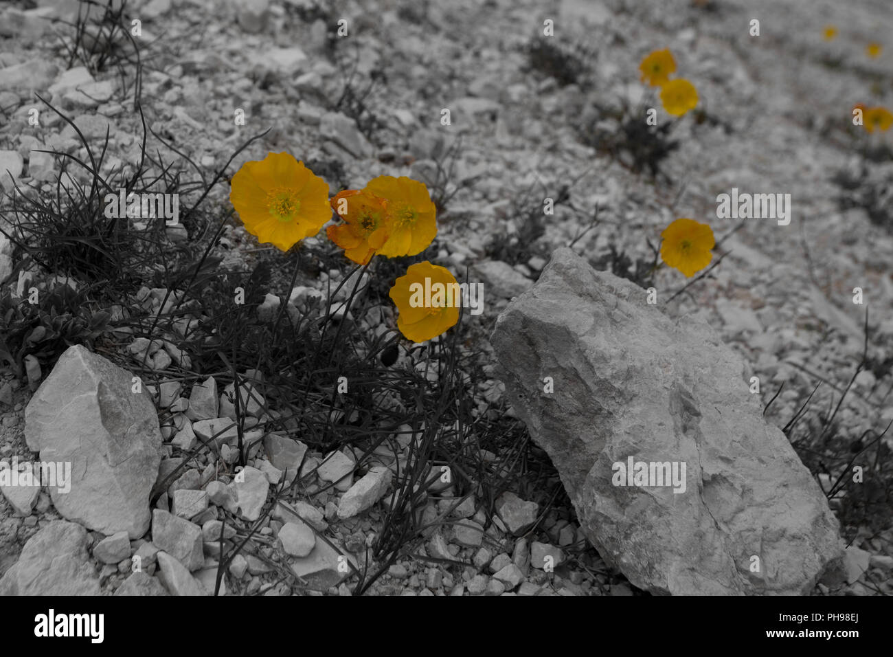 Yellow alpine poppies in the middle of stones color isolation effect, Dolomites, Italy Stock Photo