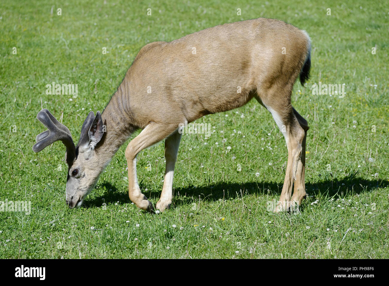 Deer grazing Stock Photo Alamy