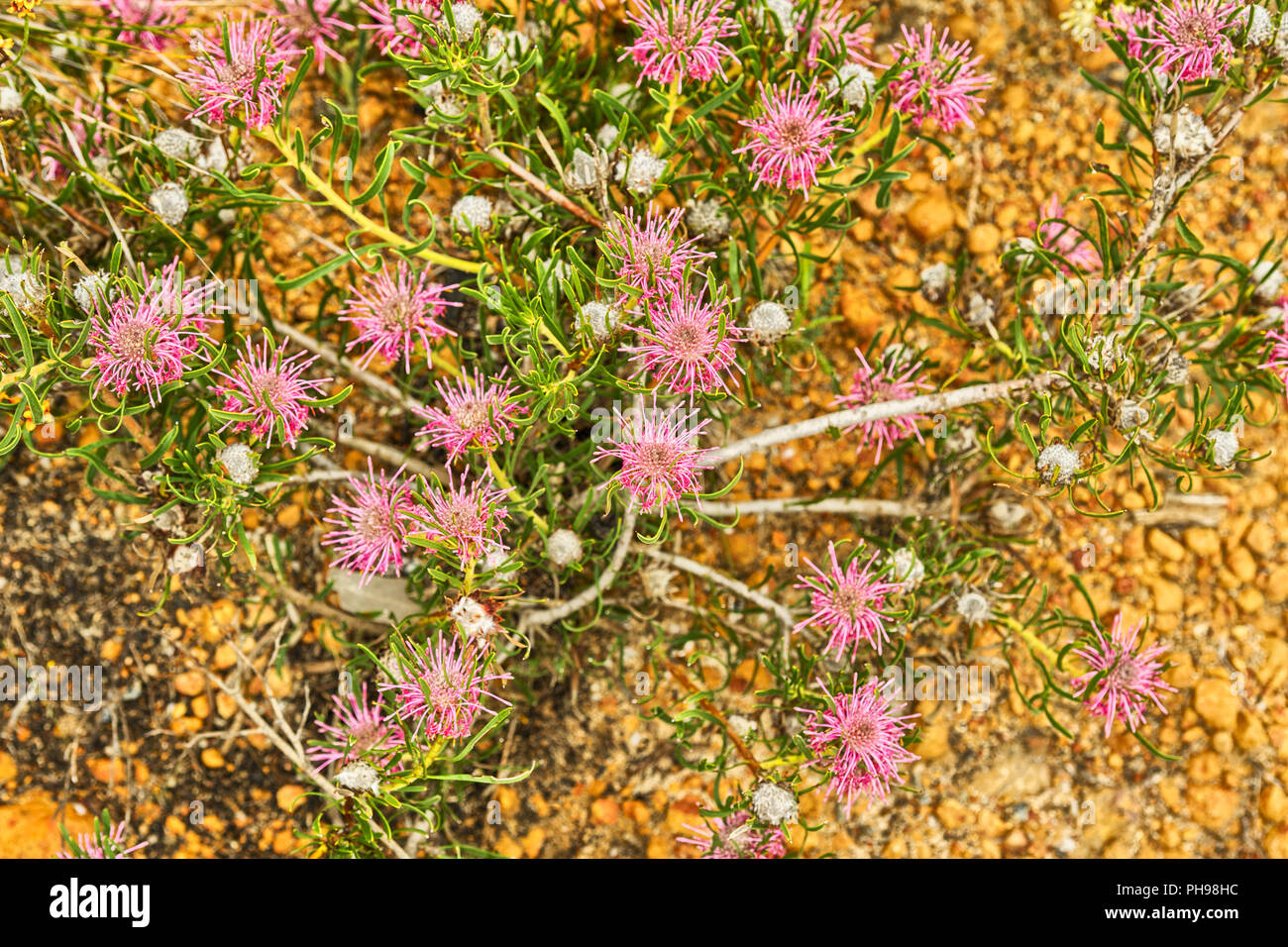 Wildflowers in Lesueur National Park Stock Photo