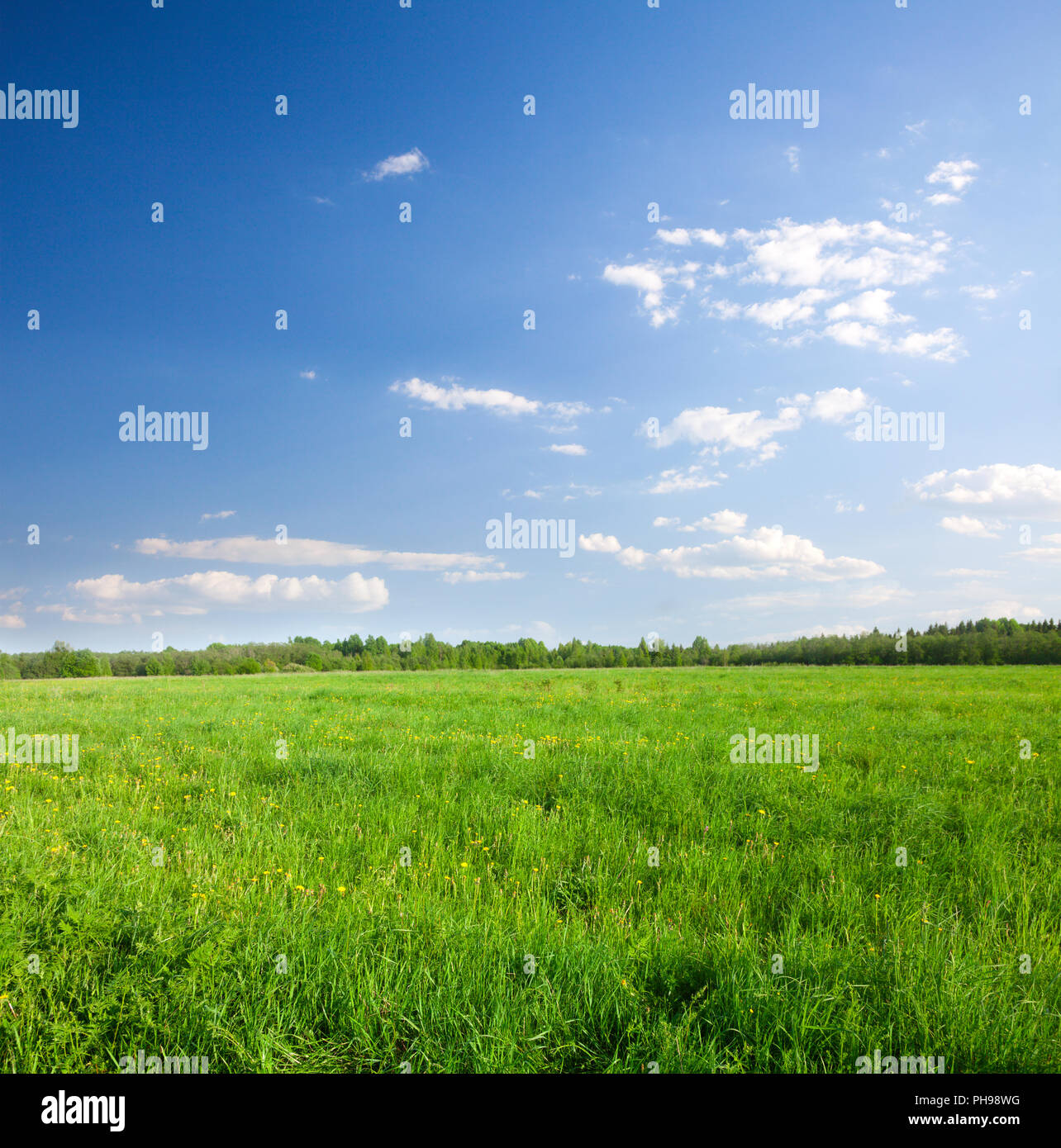 Green field with flowers under blue cloudy sky Stock Photo - Alamy