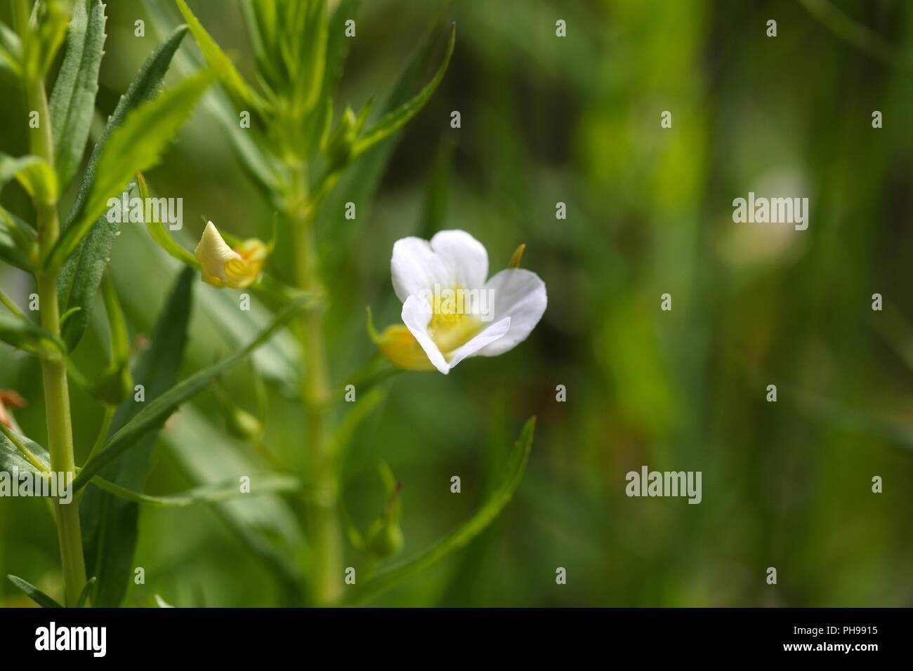 Flower of a gratiole (Gratiola officinalis) Stock Photo