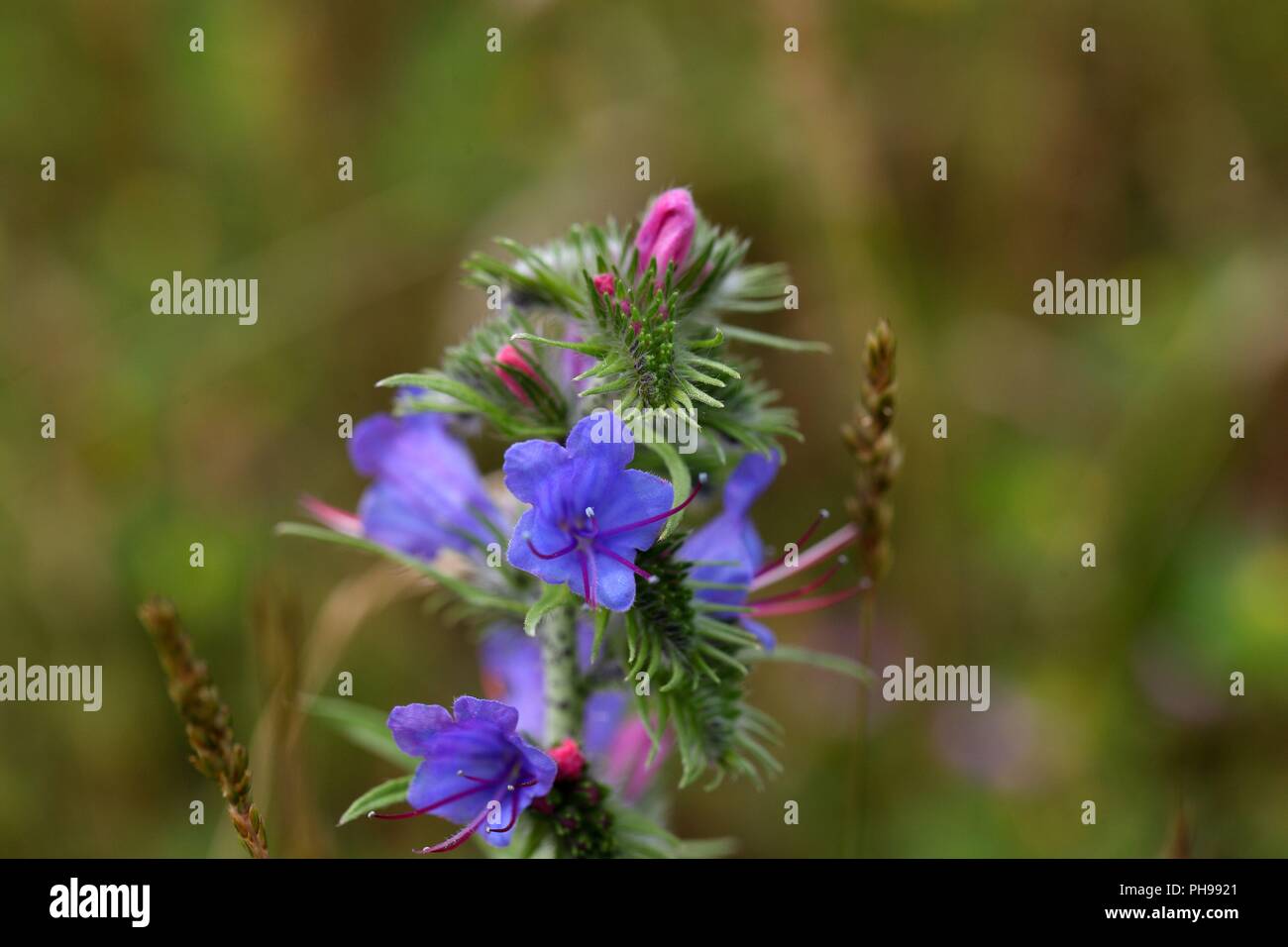 Blueweed or viper bugloss (Echium vulgare) Stock Photo