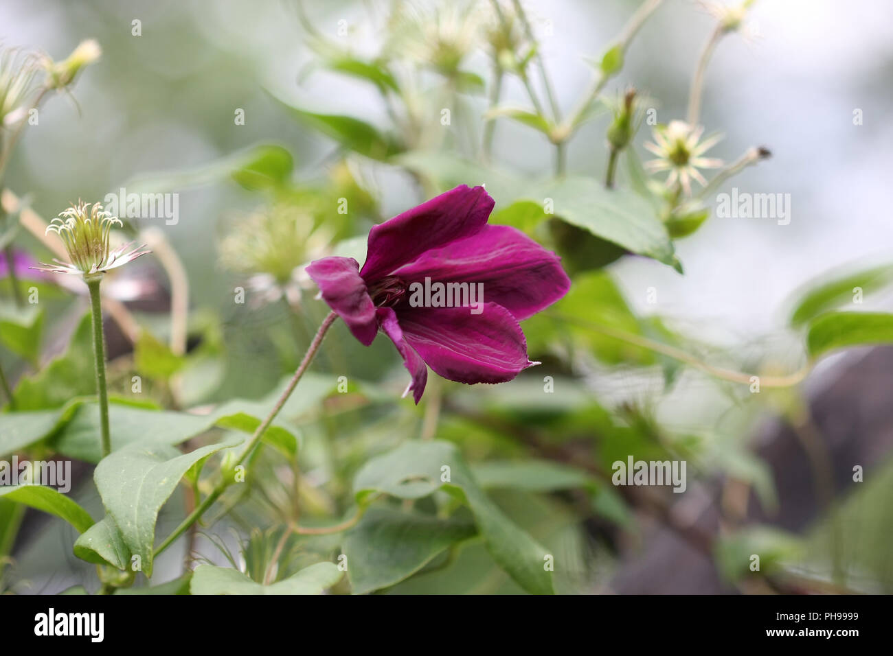 Close up of clematis flower Stock Photo
