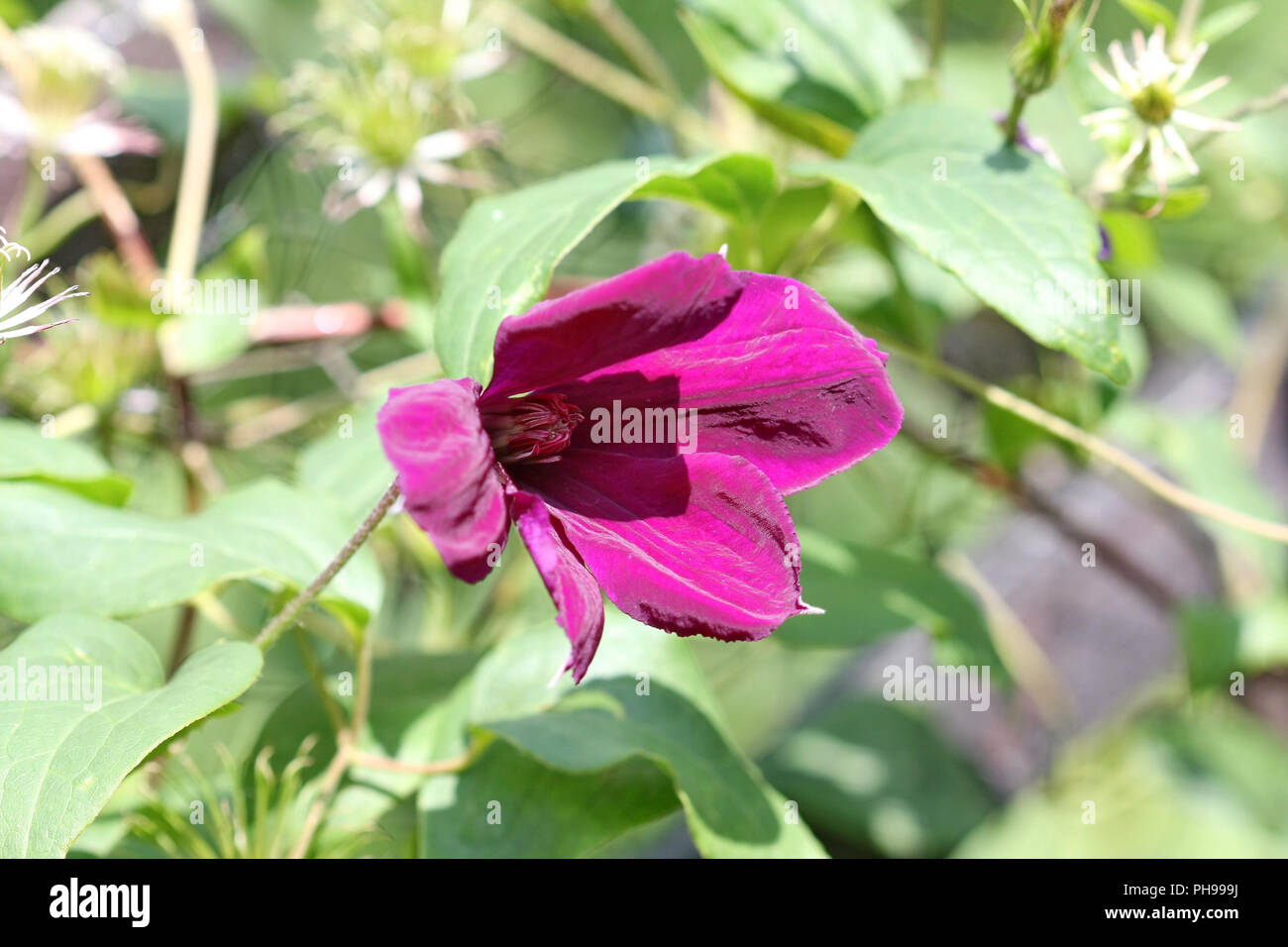 Close up of clematis flower Stock Photo