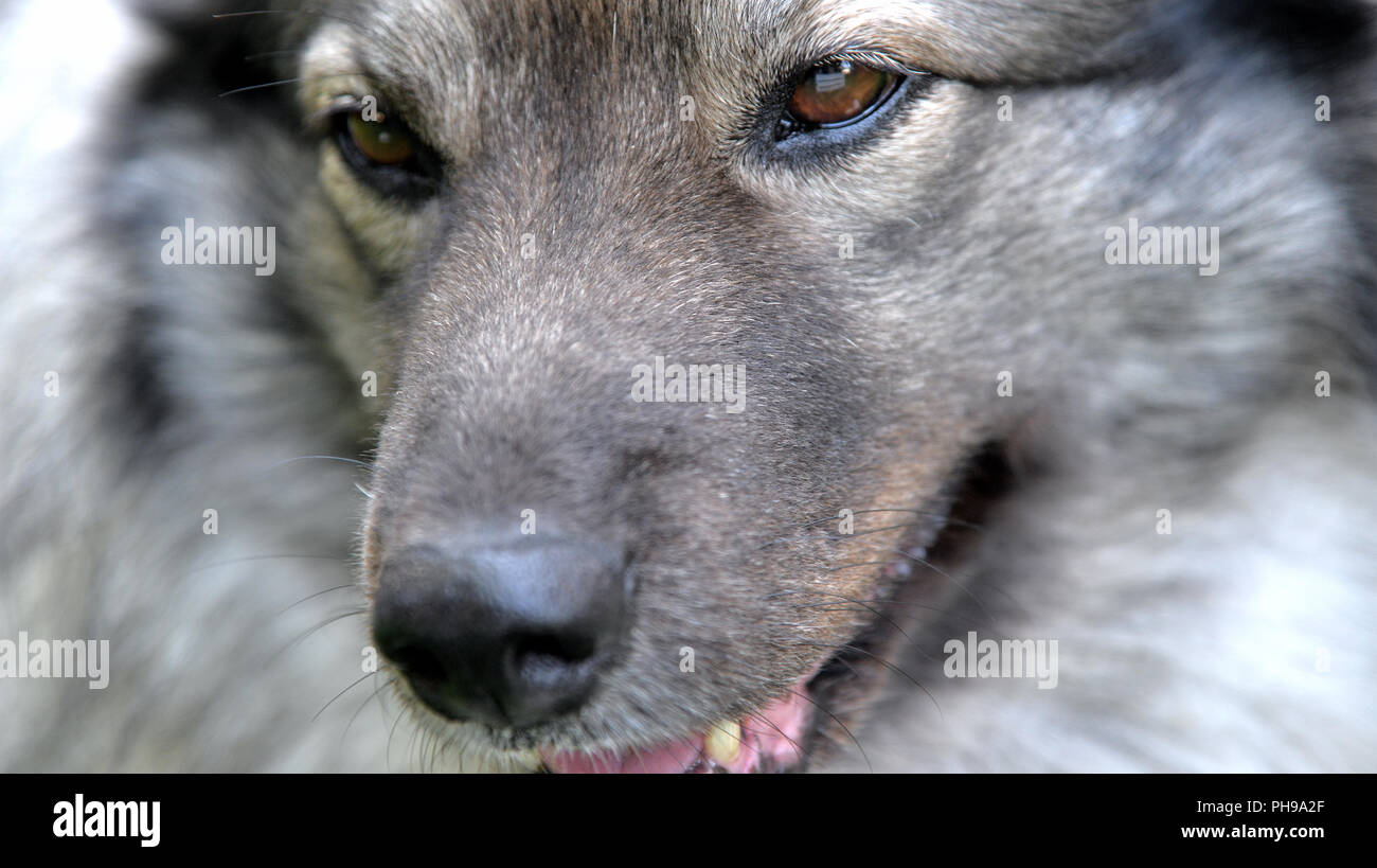 Sad dog Keeshond Stock Photo