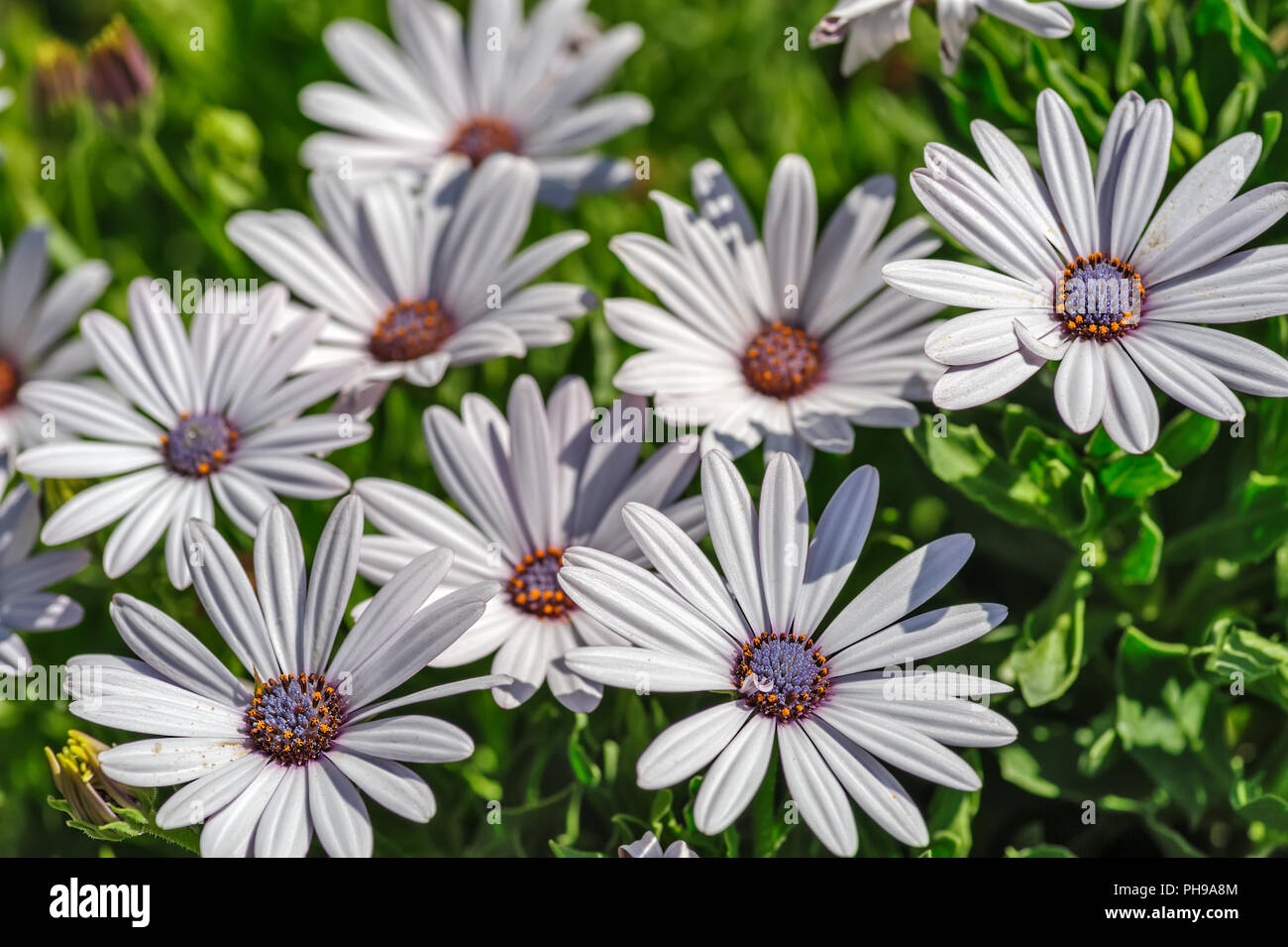 Flowers with white petals Stock Photo