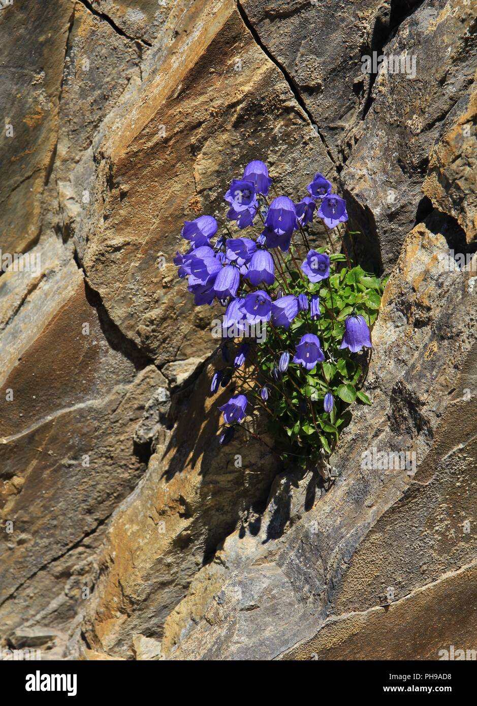 Alpine bellflower growing on a rock in the Alps Stock Photo