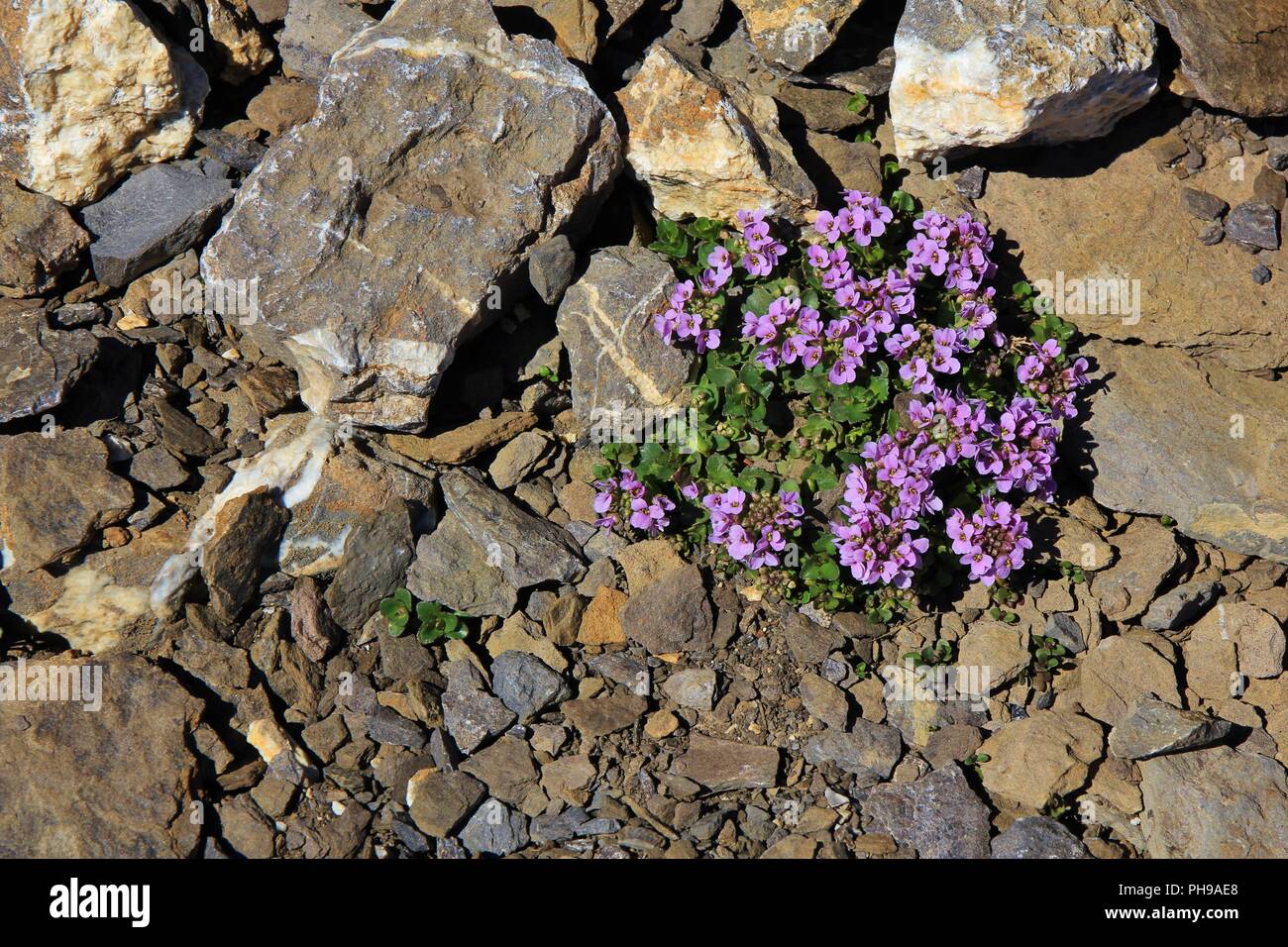 Purple mountain saxifrage growing on 3000m altitude Stock Photo