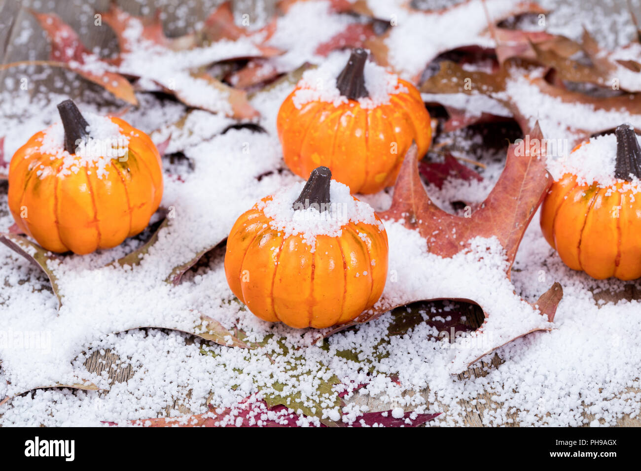 Early snow with autumn pumpkins and leaves on wood Stock Photo