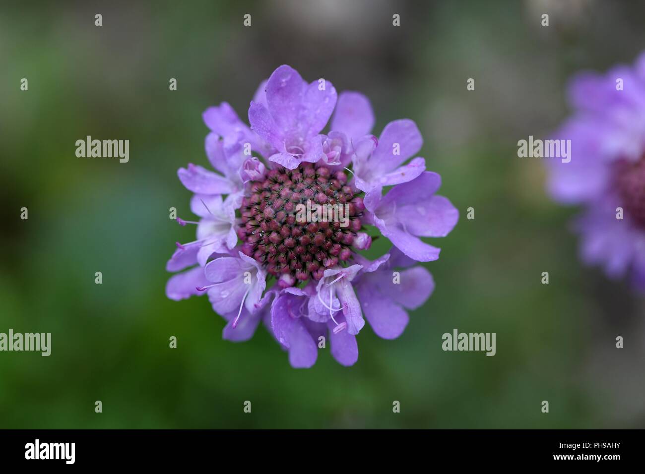 Flower of a Scabiosa lucida Stock Photo