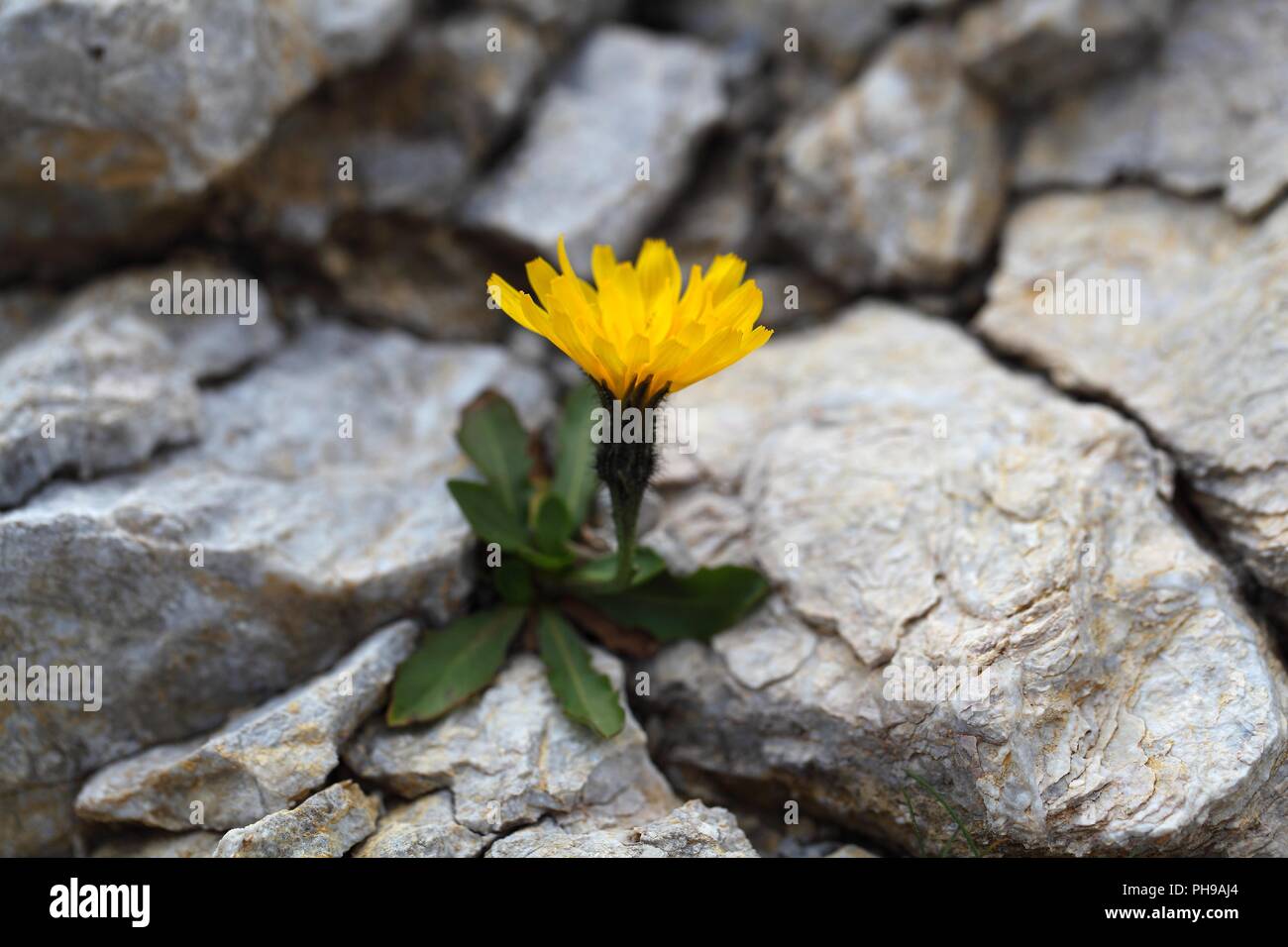 Flower of the hawksbeard (Crepis jacquinii) in the Bavarian Alps. Stock Photo