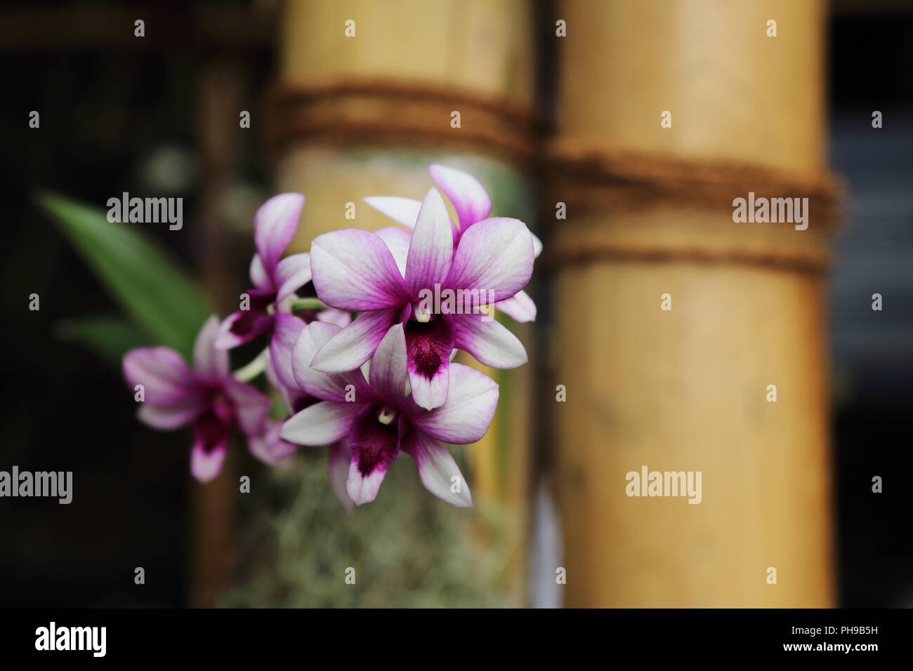 Orchid flowers hang in front of a frame of bamboo Stock Photo