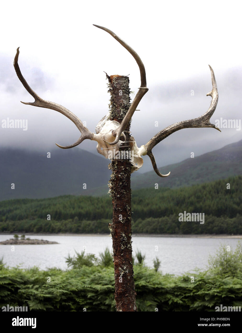 Two deer head skeletons with huge antlers, tied to a tree stump in a ritualistic manner, against the backdrop of mist, clouds, mountains, hills and a loch in Scotland. Stock Photo