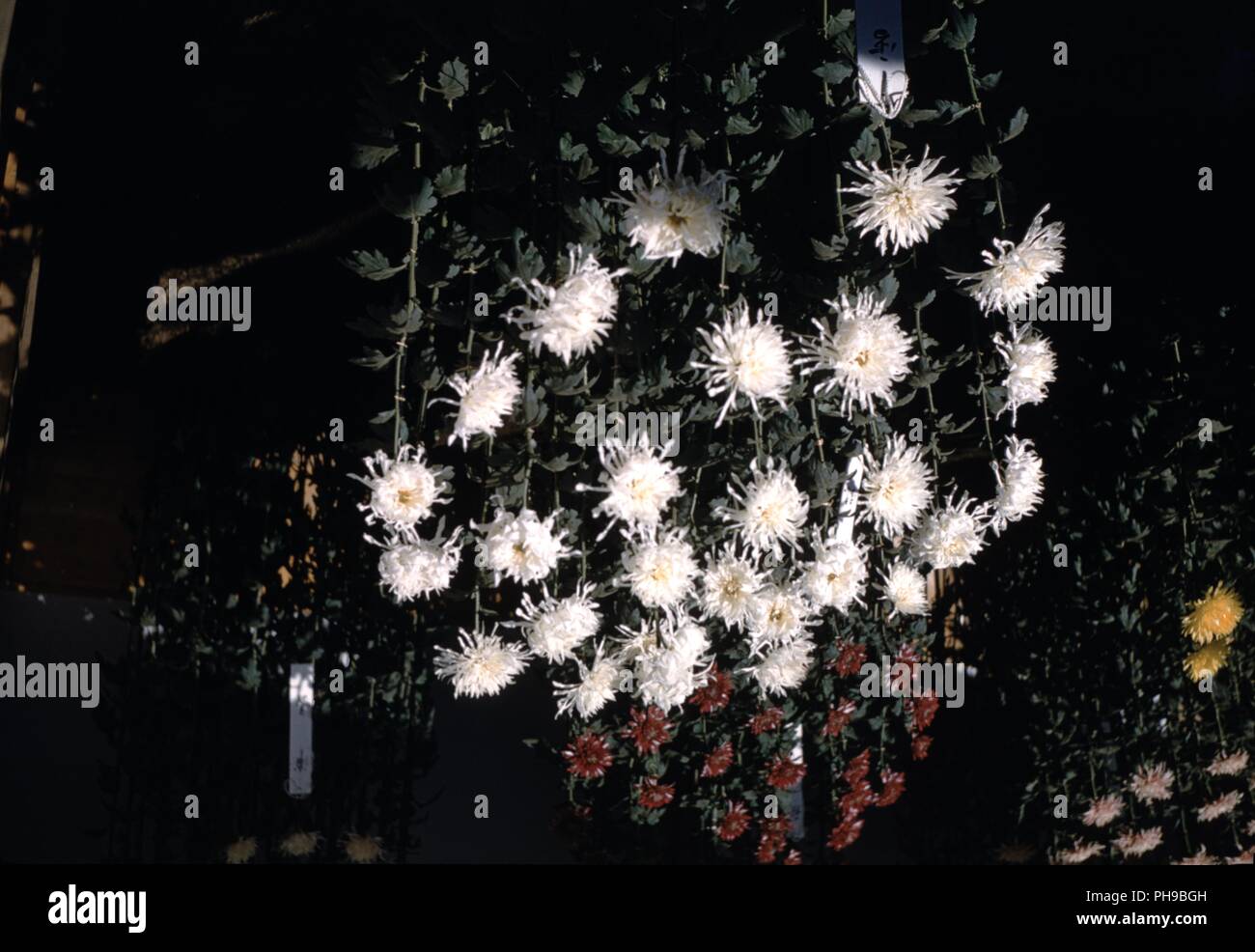 Vintage flowers hi-res stock photography and images - Alamy