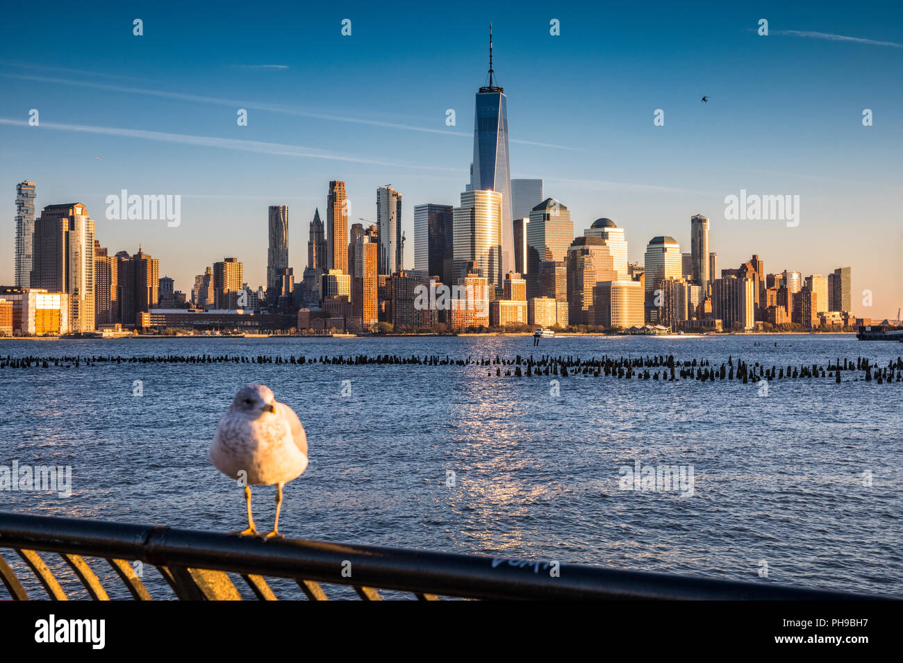 Manhattan skyline, view from New Jersey over Hudson river with seagull in front Stock Photo