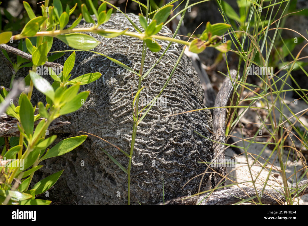 White brain coral closeup hires stock photography and images Alamy
