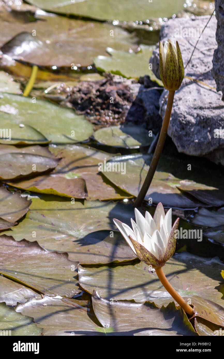 White water lilies blooming in the pond. These flowers can bloom in very adverse conditions, so