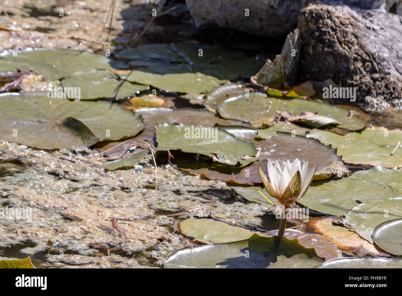 White water lilies blooming in the pond. These flowers can bloom in very adverse conditions, so they are a symbol in buddhism Stock Photo