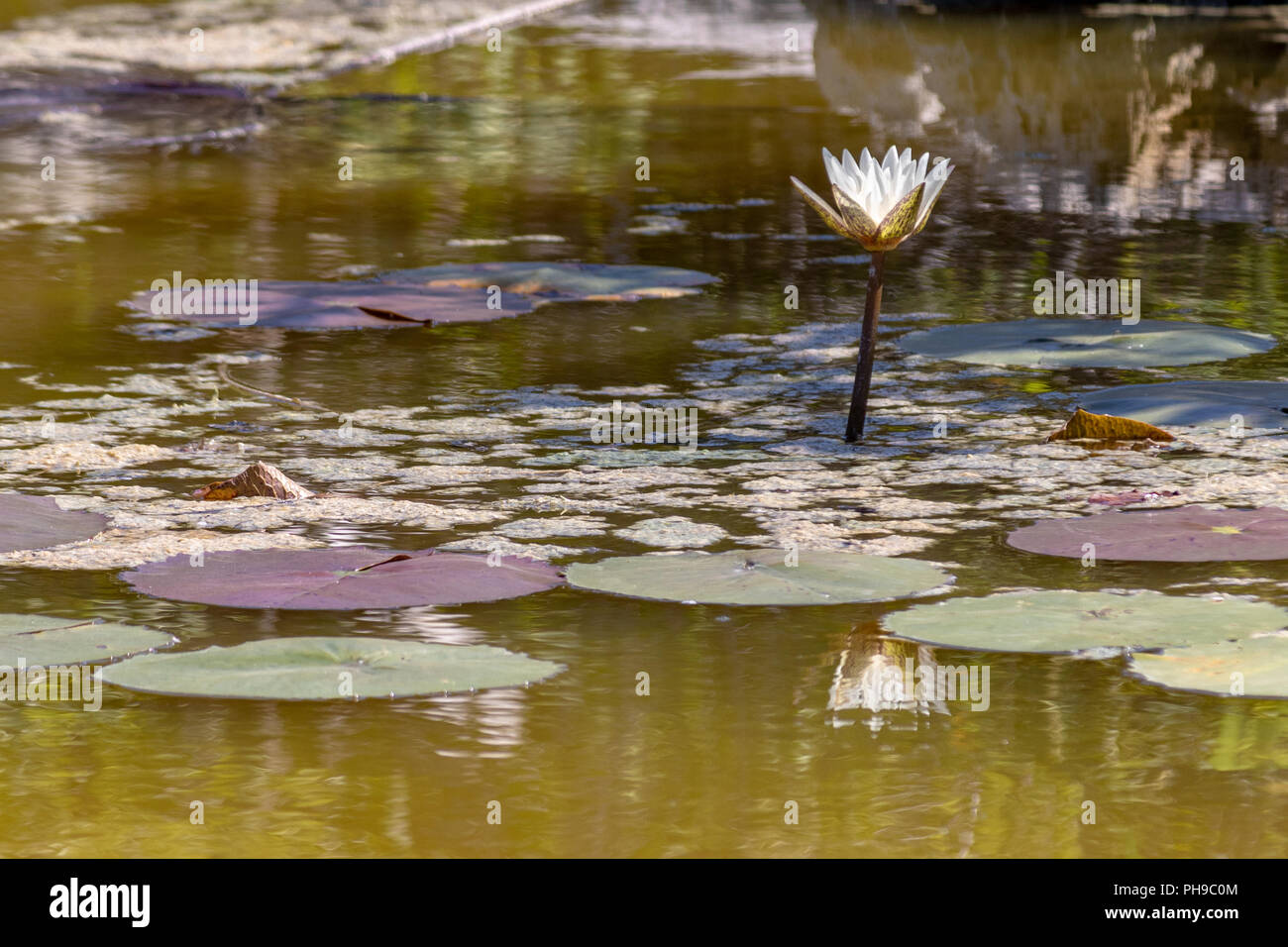 White water lilies blooming in the pond. These flowers can bloom in very adverse conditions, so