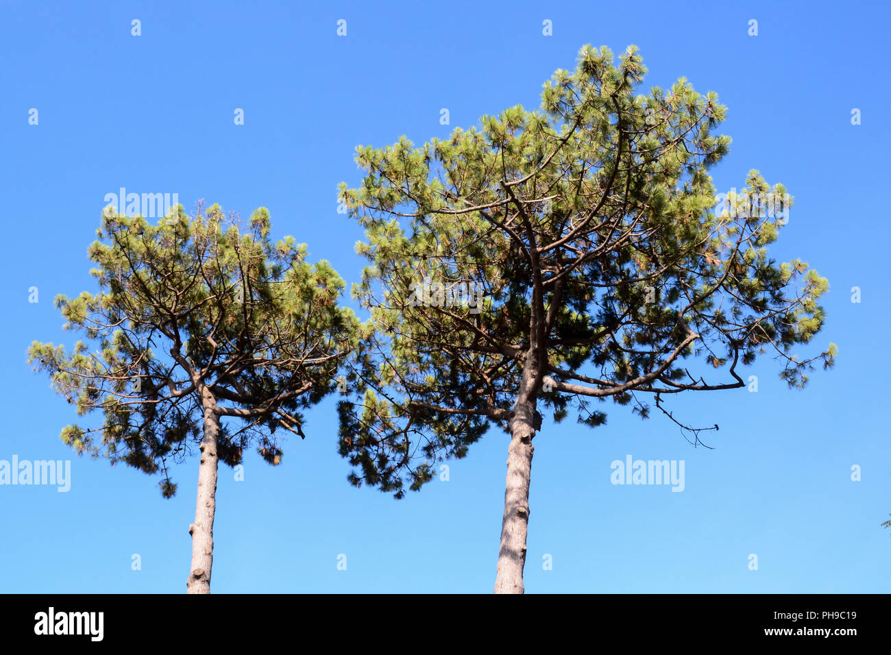 Forest seamless pattern texture background Stock Photo - Alamy