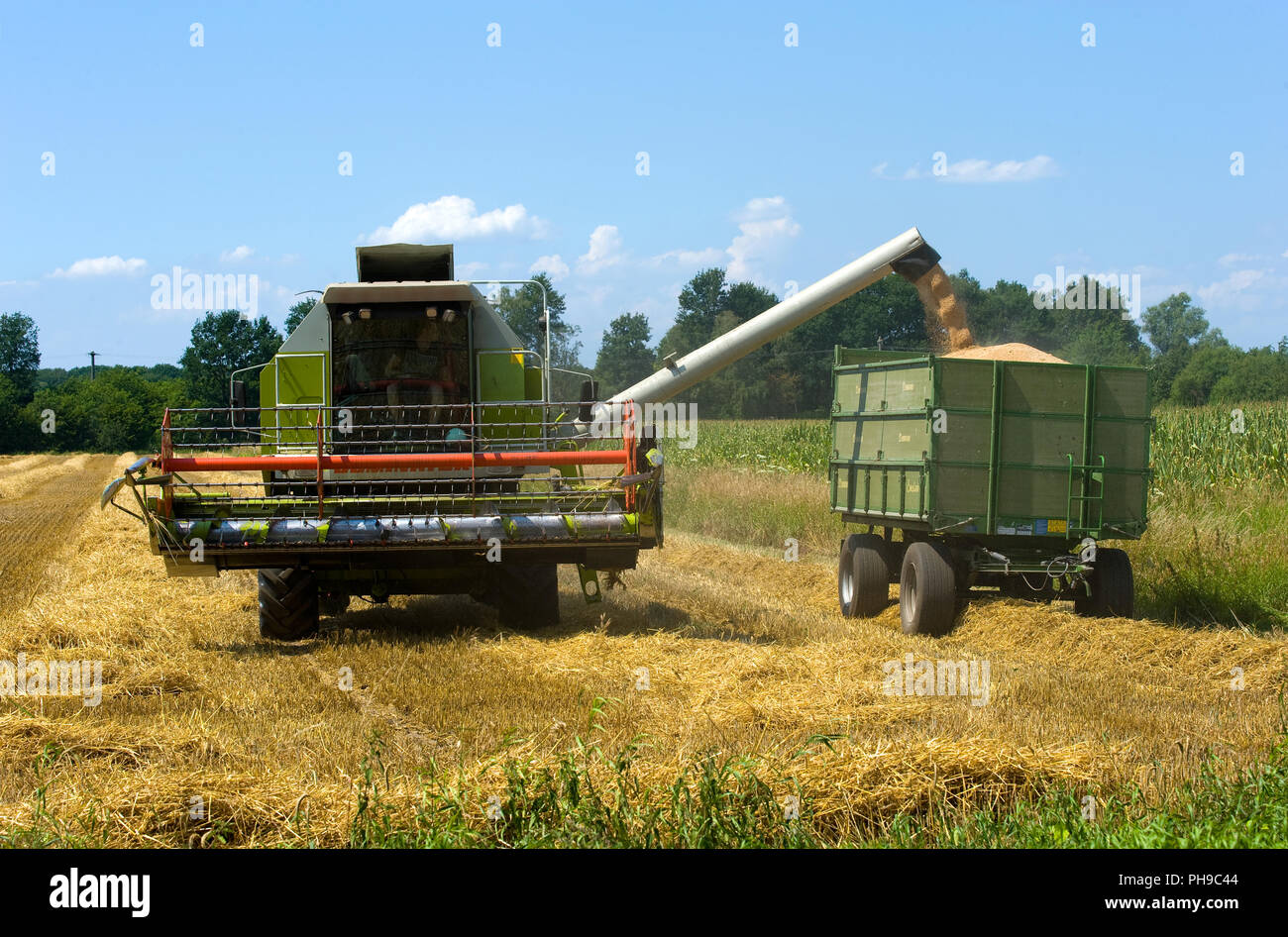 A combine is transporting the harvested grain into a trailer Stock Photo