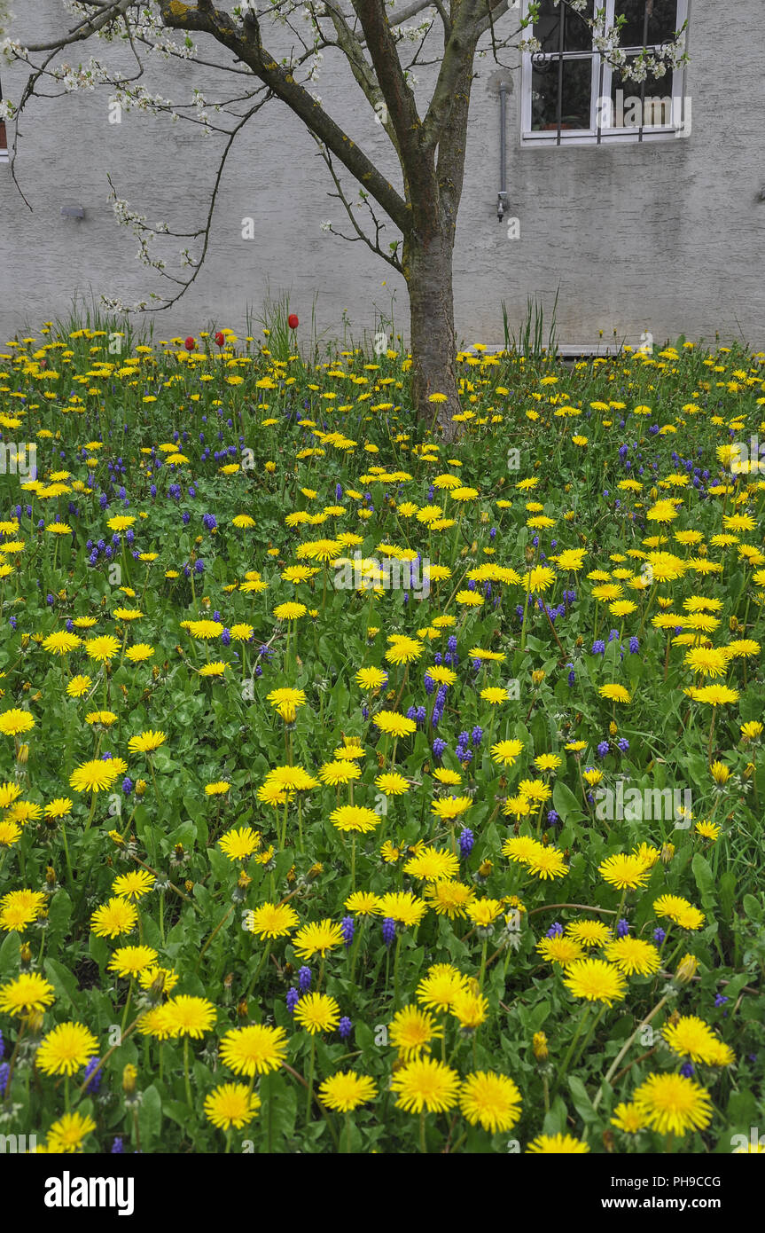 Flower meadow with dandelion in Neckarrems, Germany Stock Photo
