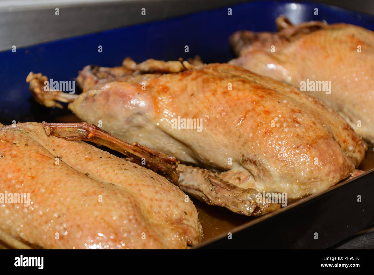 Juicy martin goose ready roasted in pan - close-up Stock Photo