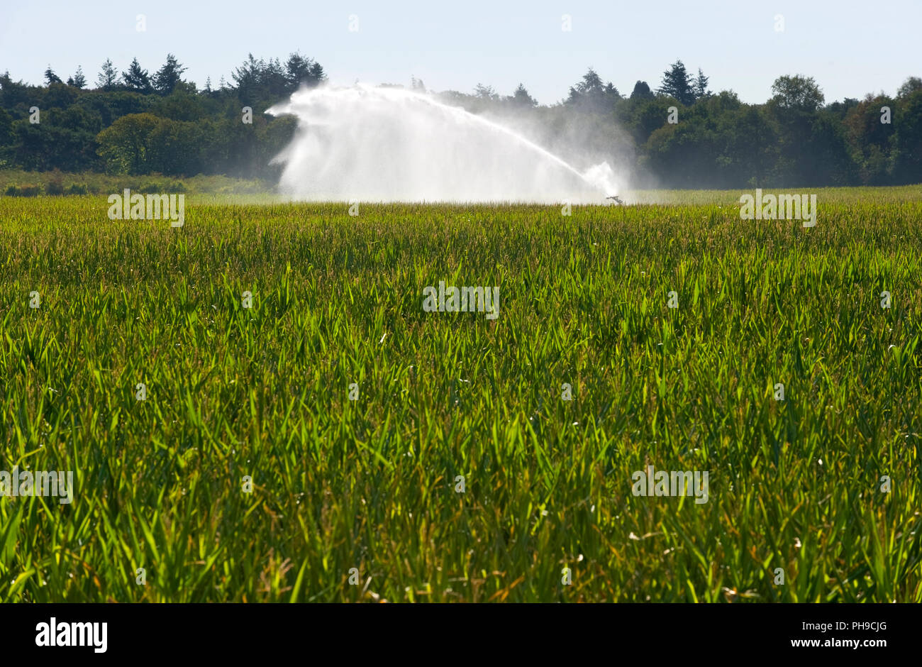 Sprinkler grass hi-res stock photography and images - Alamy