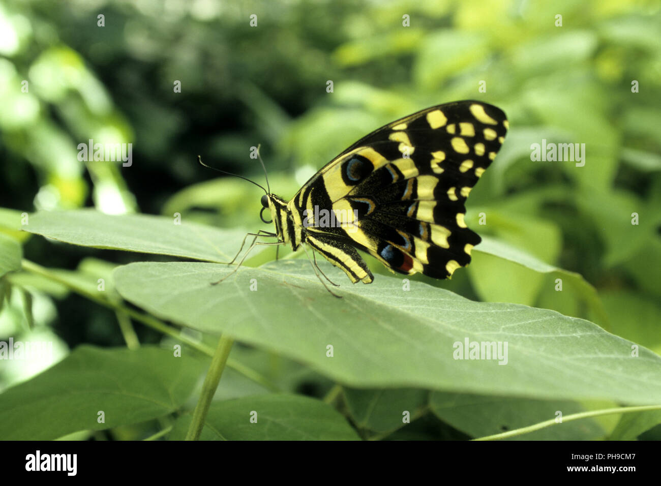 Swallowtail Stock Photo