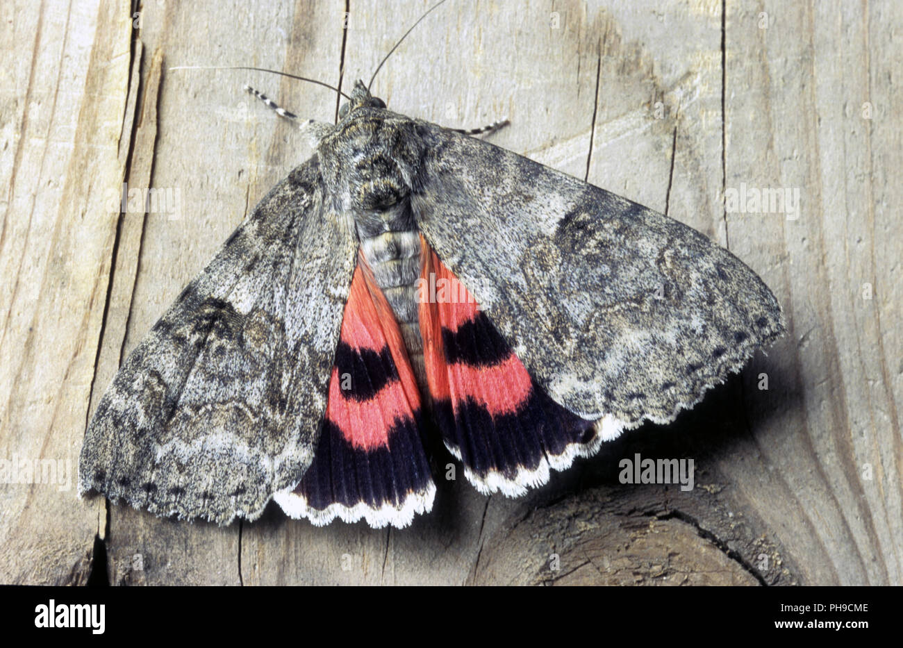 Red Underwing Stock Photo
