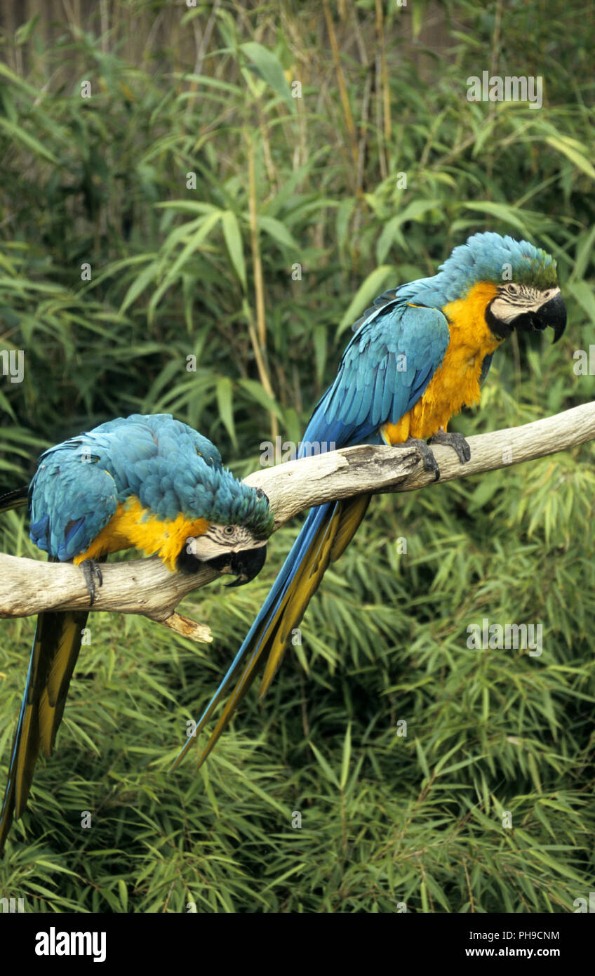 Parrots Stock Photo