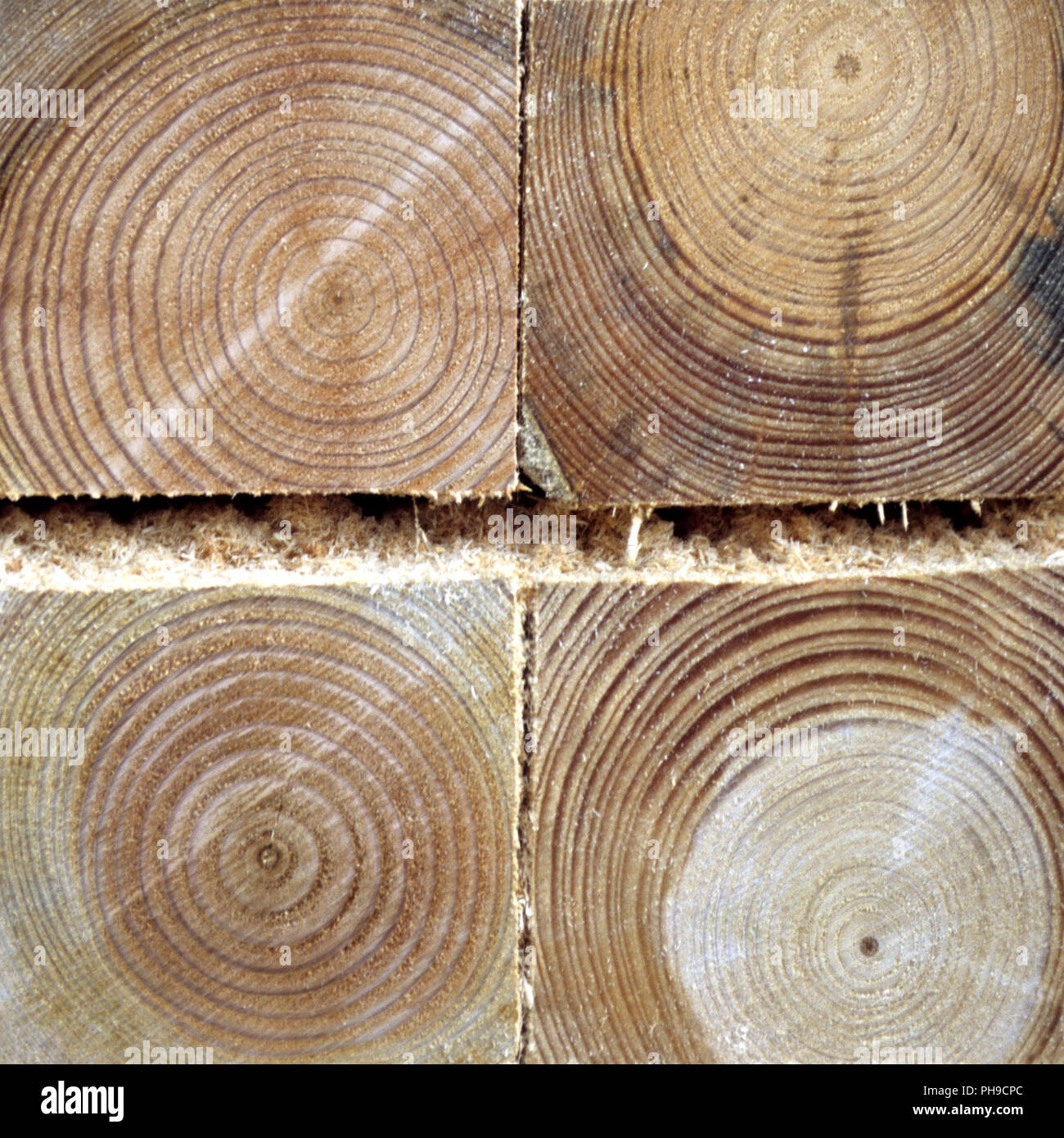 Annual Rings of a tree Stock Photo Alamy