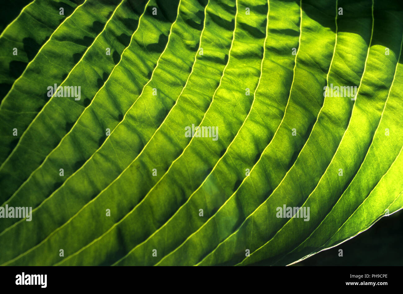 Leaf structure Stock Photo