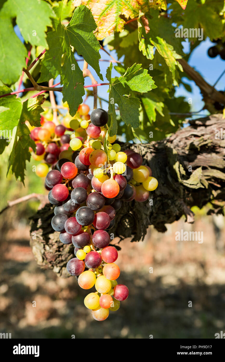 Closeup of sunny colored grapes before becoming red Stock Photo