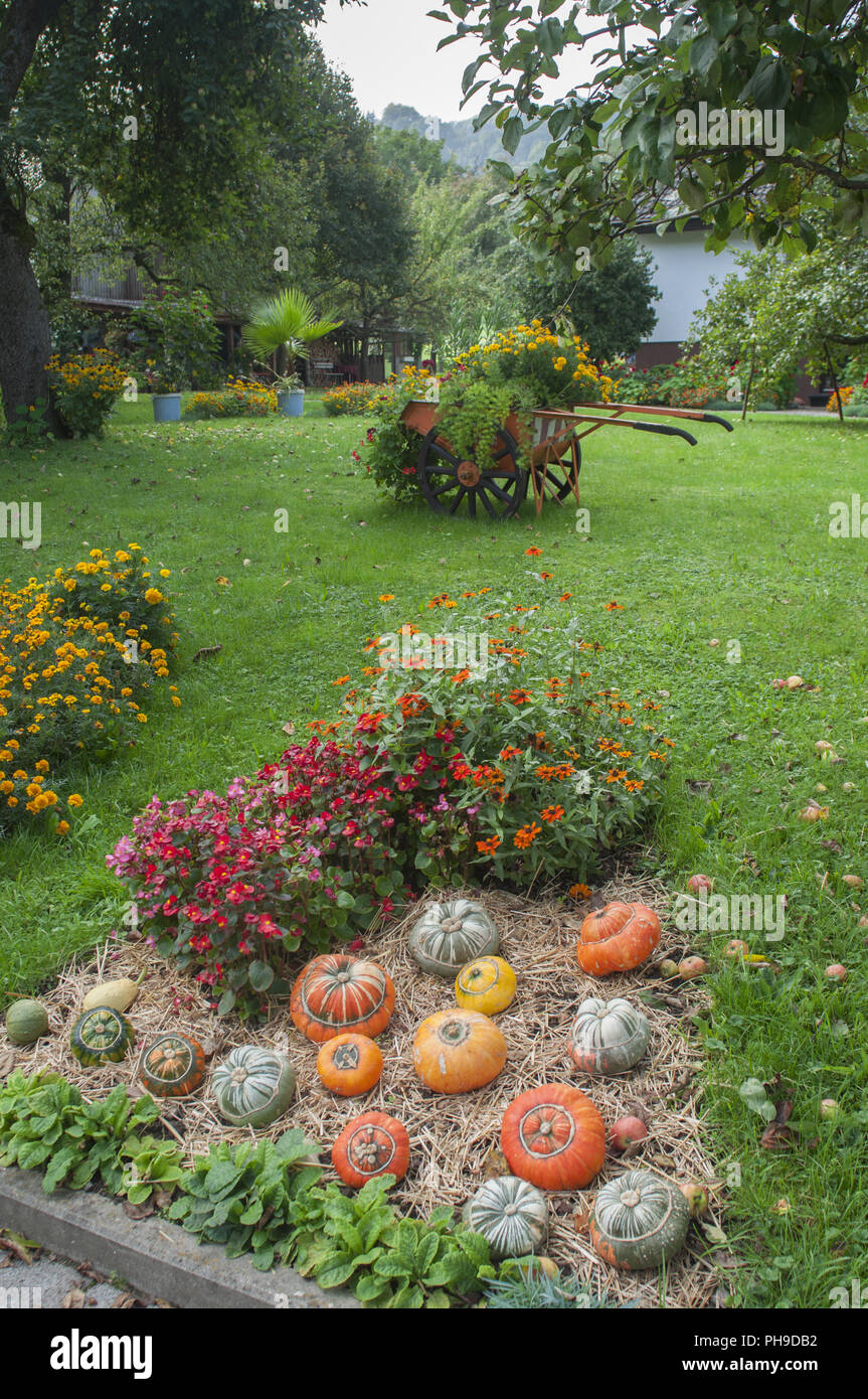 Country life with pumpkins in Oberregenbach, Germany Stock Photo