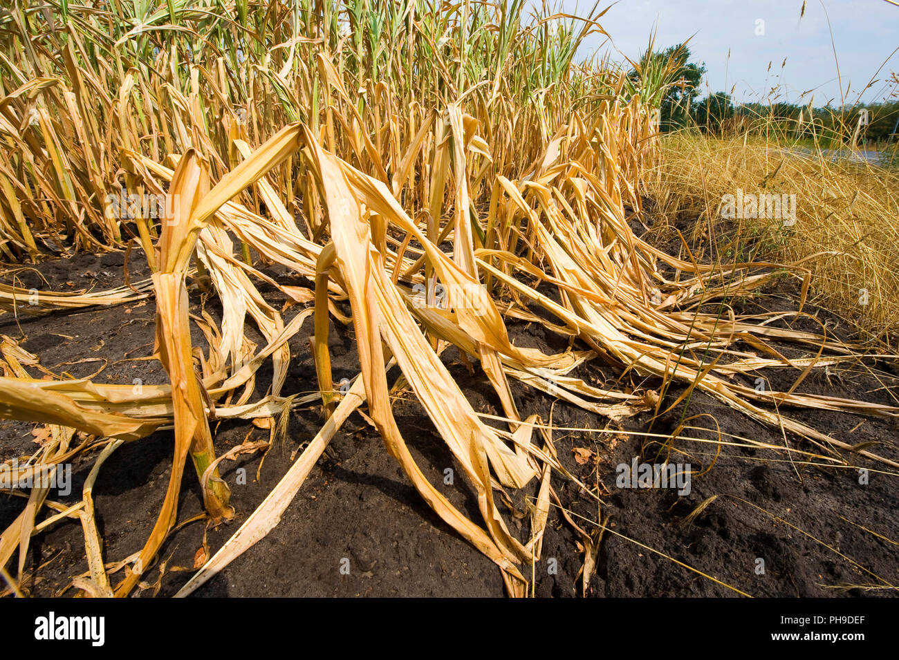 Dry and almost dead maize at the end of a very dry summer in the Netherlands Stock Photo