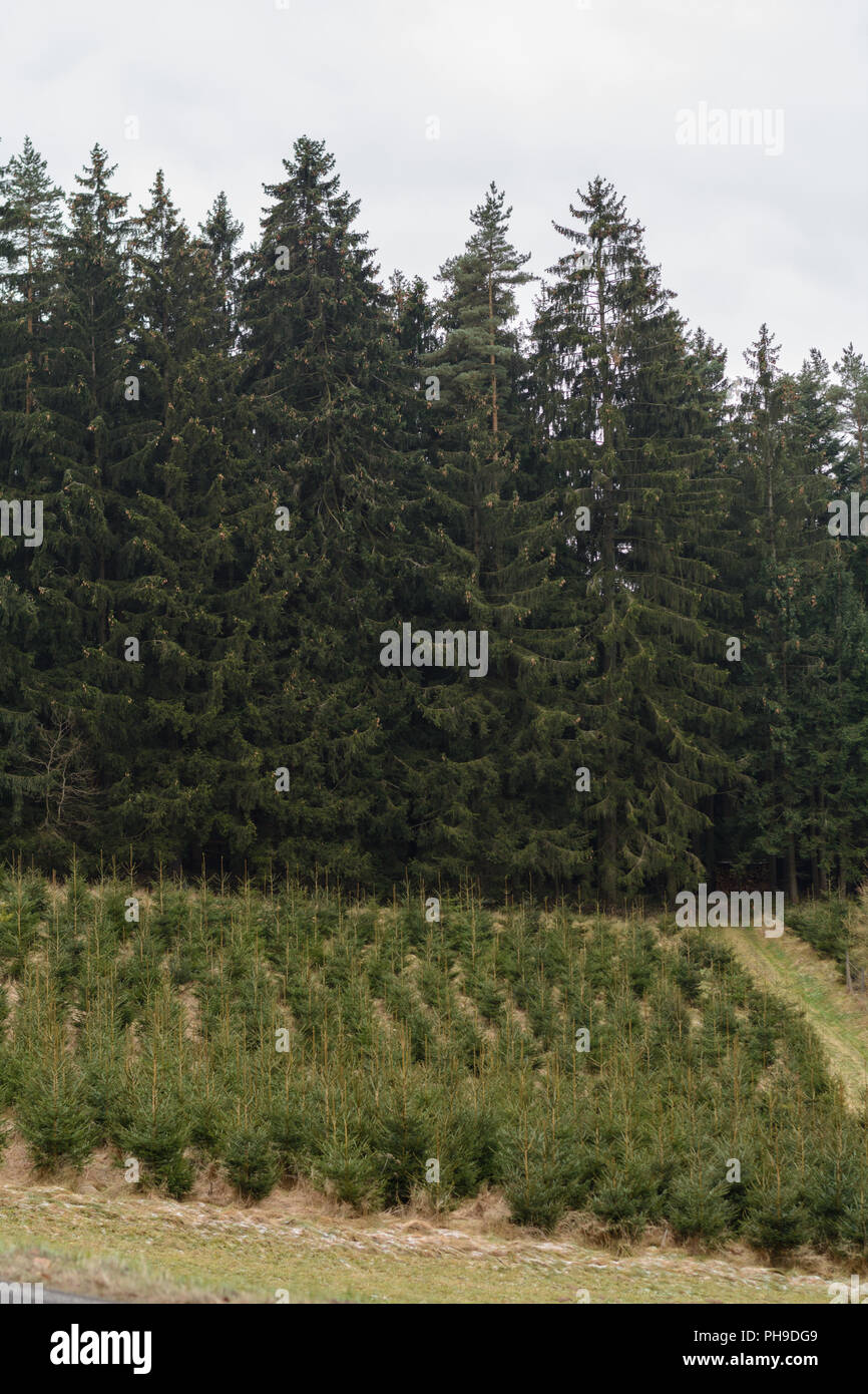 Replanted young forest for forestry - monoculture spruce Stock Photo