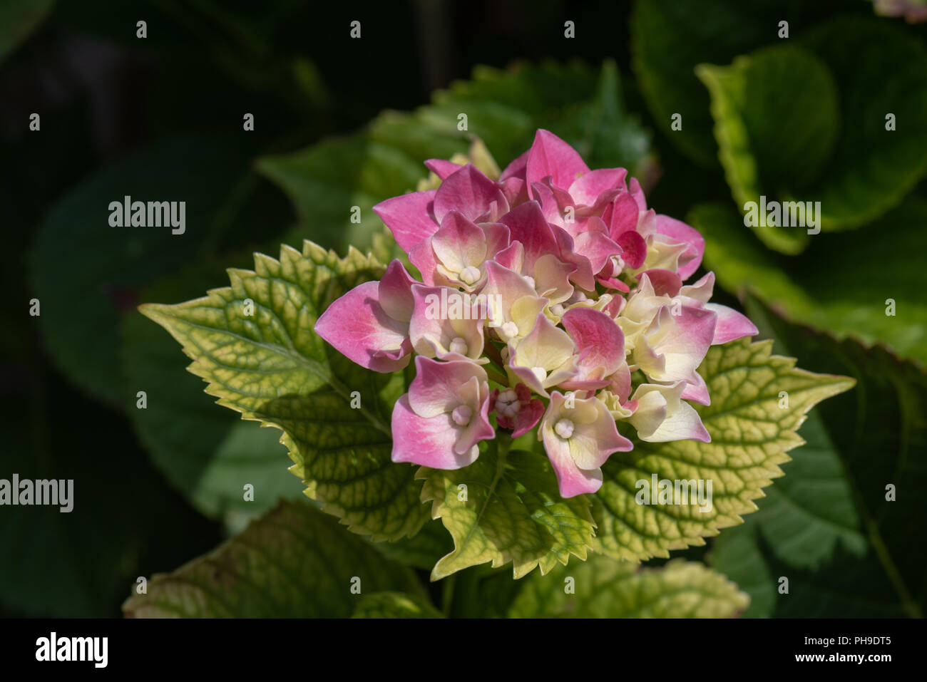 Color outdoor floral color image of young blooming red pink hydrangea ...