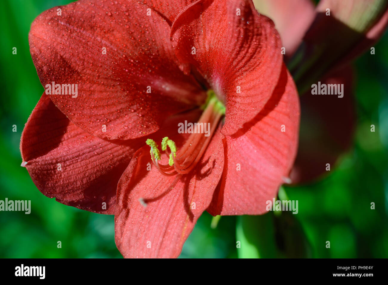Bright red flowering amaryllis - petal close-up Stock Photo