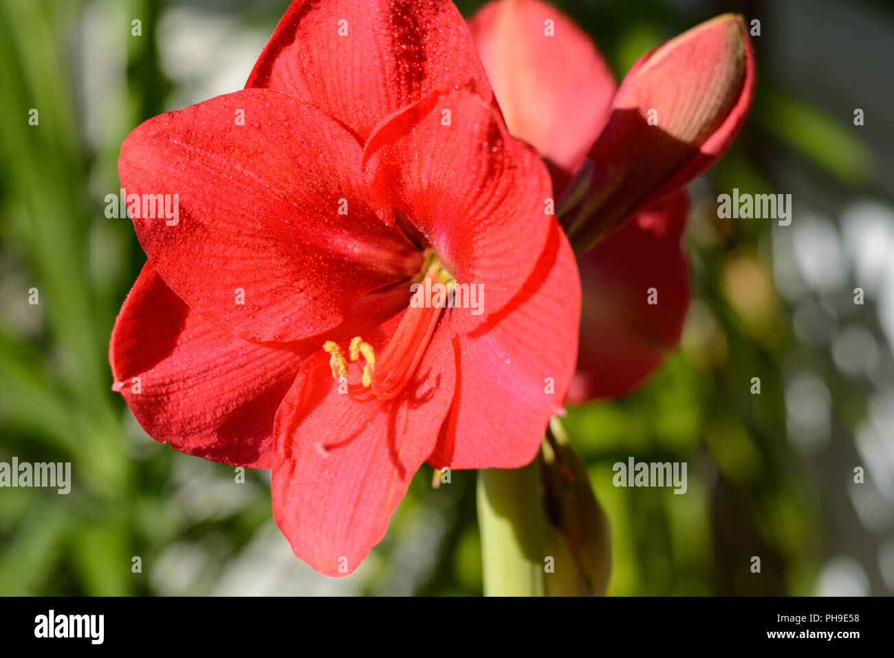 Bright red flowering amaryllis - closeup and depth of field Stock Photo