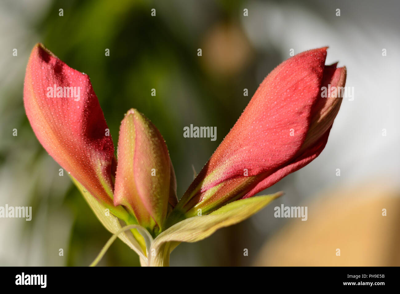 Bright buds of red amaryllis - close-up Stock Photo