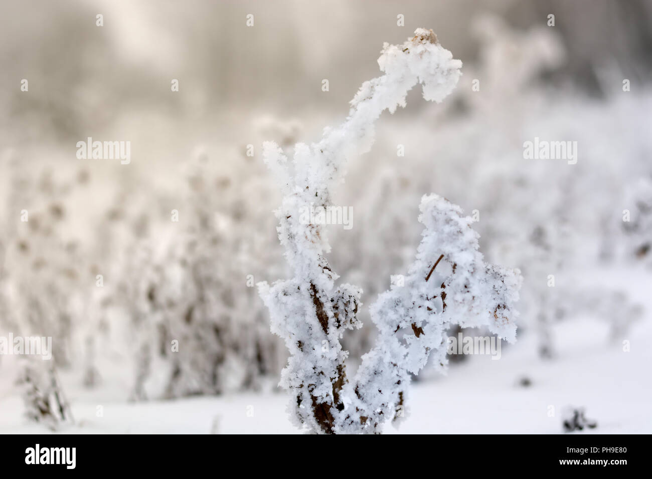 Frozen branches covered with snow Stock Photo