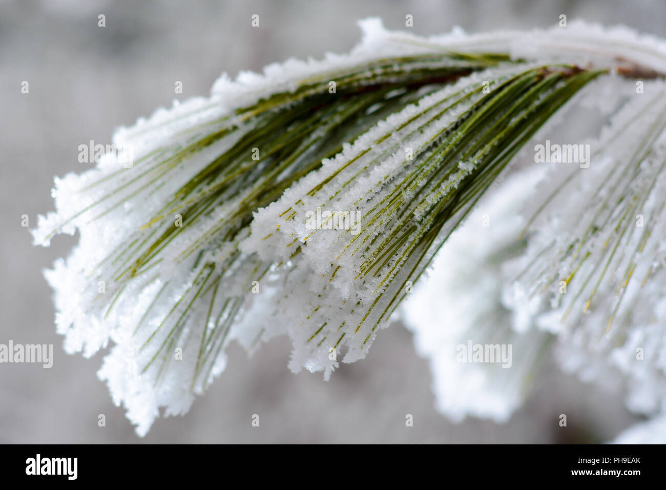 Snow Covered Pine Tree Branches Stock Photo