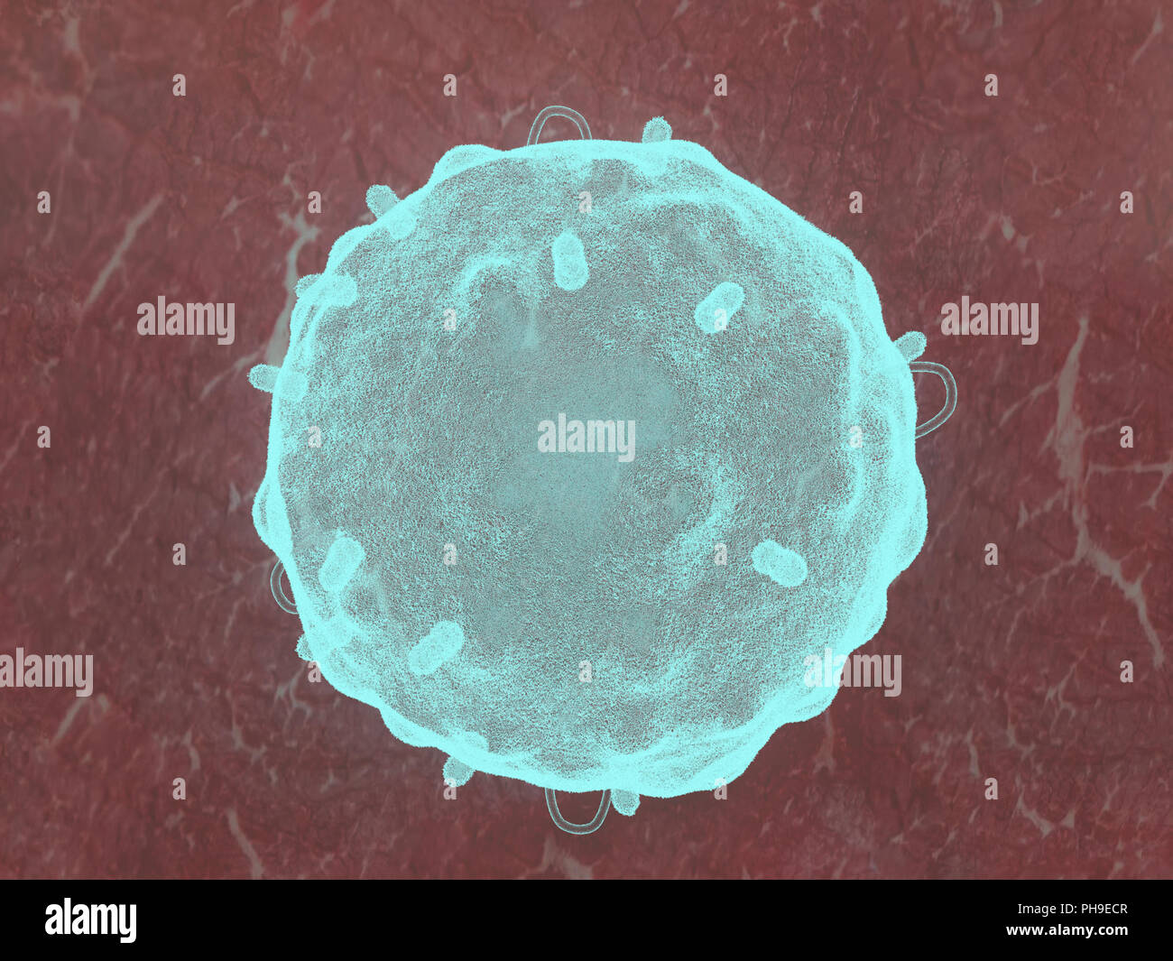 Plasma cell, lymphocyte Stock Photo