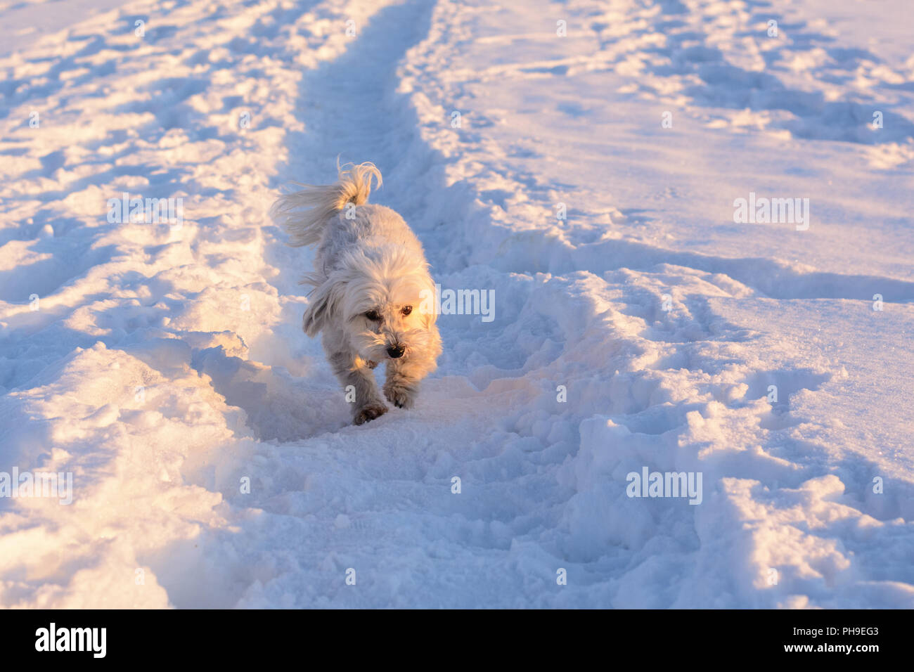 White dog running in snow - Havanese Stock Photo - Alamy