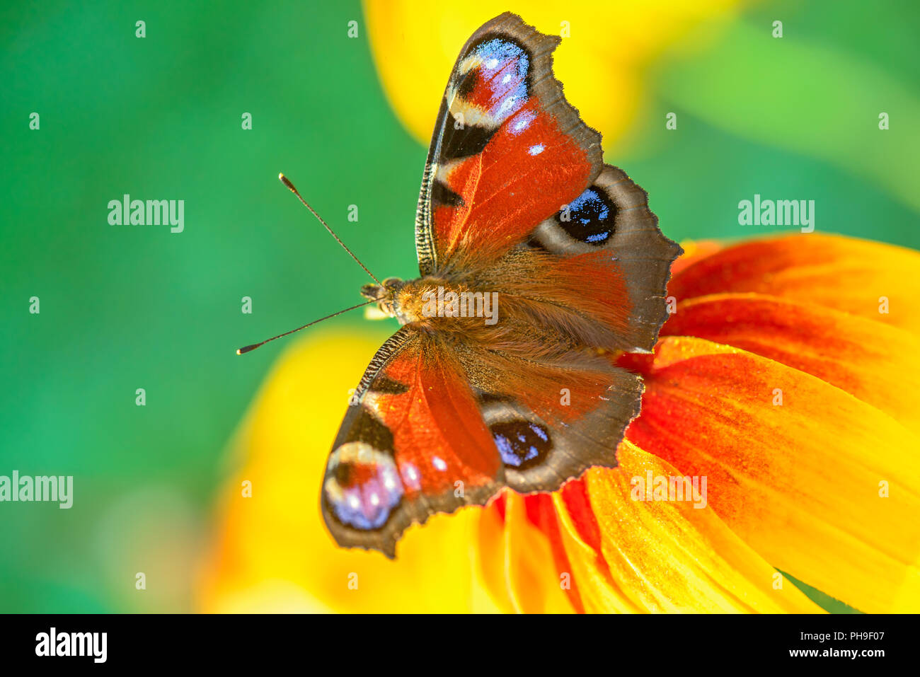 Butterfly on a flower Stock Photo